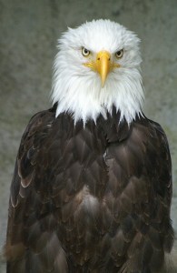 2840249772_40b81e012f_z