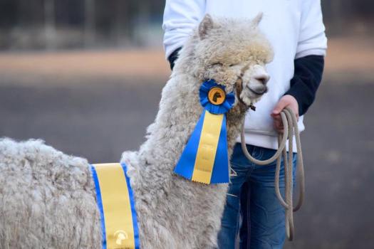 13051581_1253362041345469_4344272543105364407_n